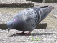 天赦園の鳩